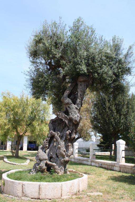 Masseria Maccarone Φαζάνο Εξωτερικό φωτογραφία