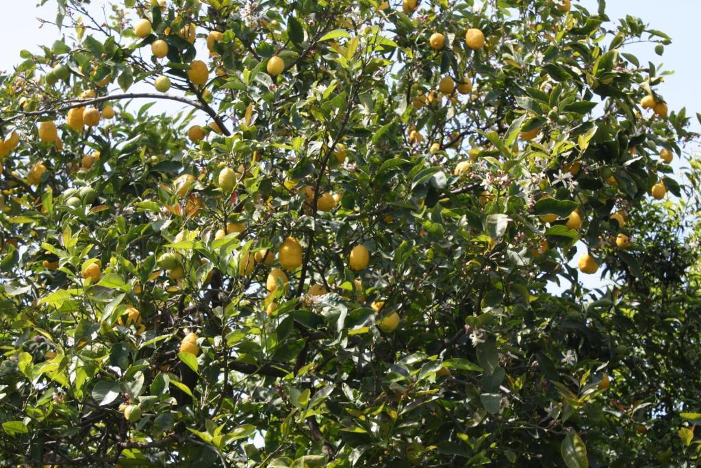 Masseria Maccarone Φαζάνο Εξωτερικό φωτογραφία